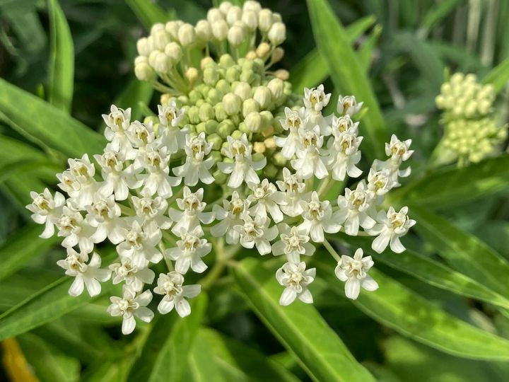 Asclepias incarnata 'Ice Ballet' Seeds