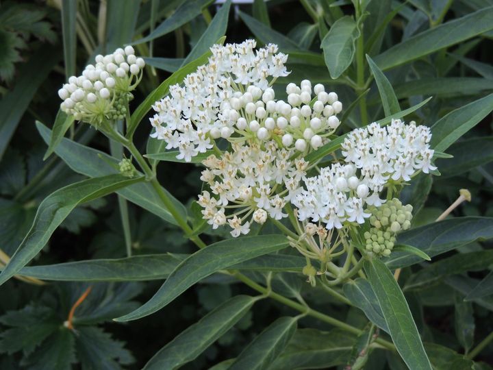 Asclepias incarnata 'Ice Ballet' Seeds