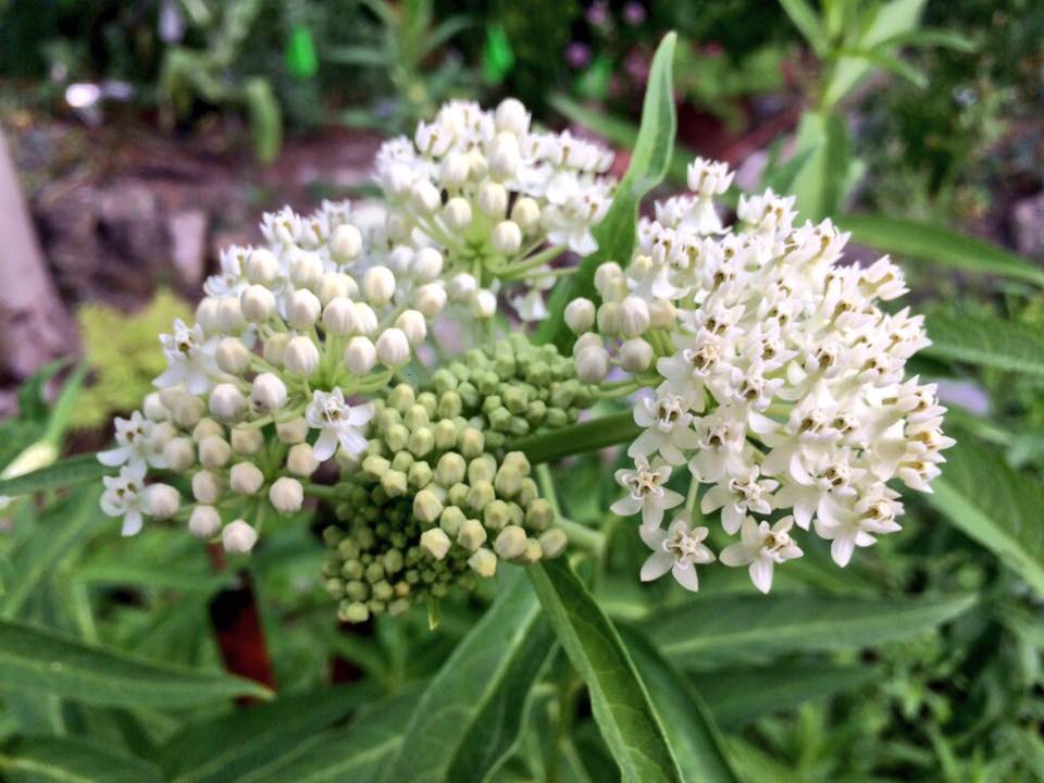 Asclepias incarnata 'Ice Ballet' Seeds