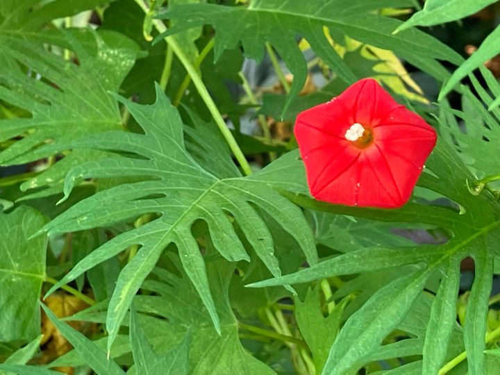 Cardinal Vine