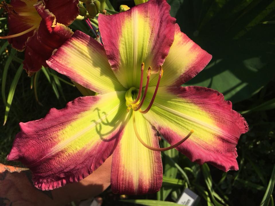 Daylily Seeds