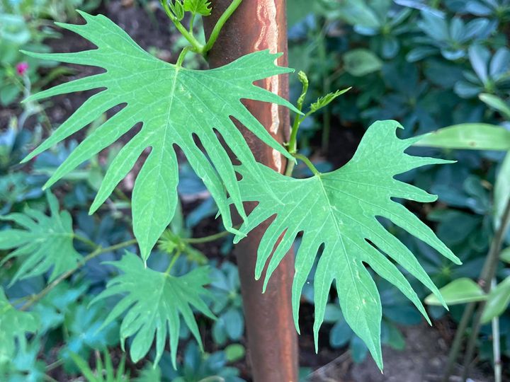 Cardinal Vine