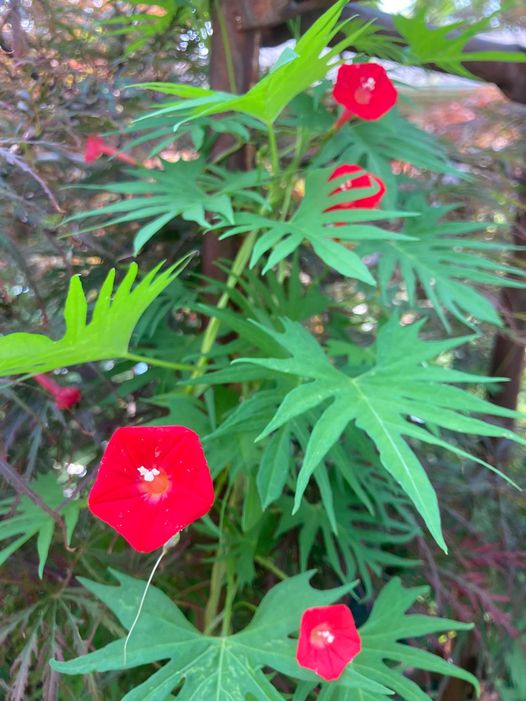 Cardinal Vine