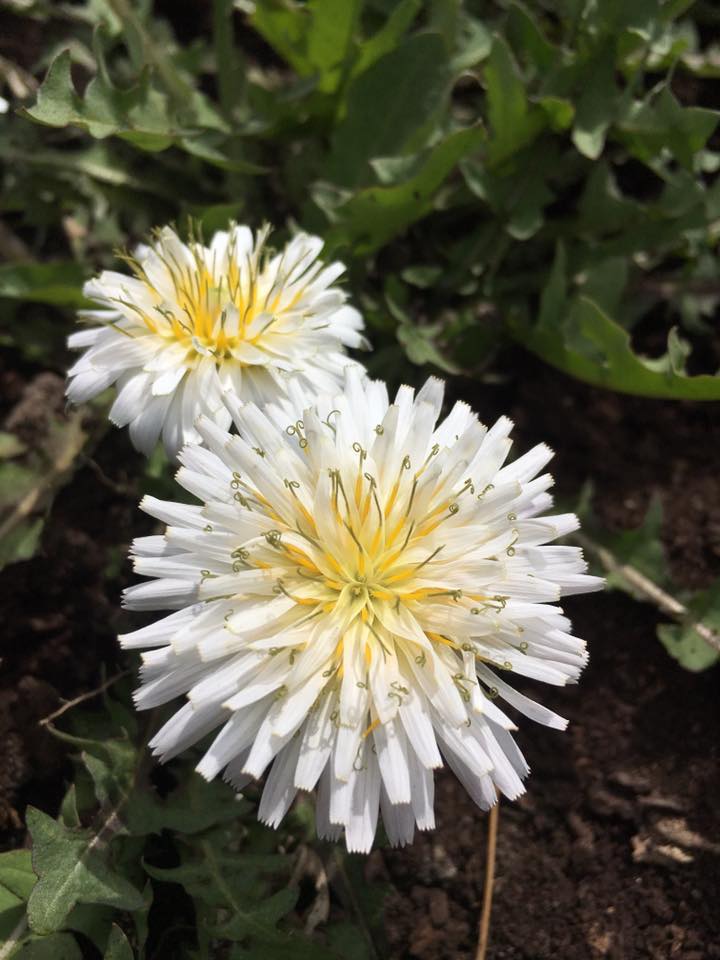 Japanese White Dandelion Seeds