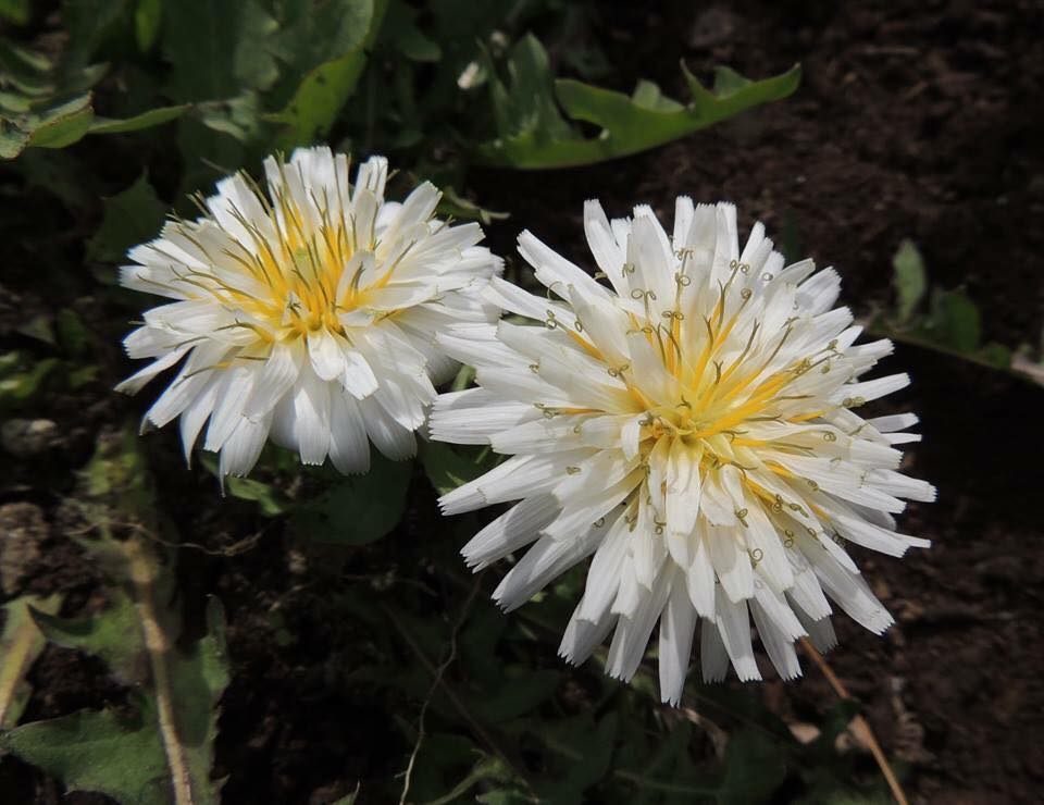 Japanese White Dandelion Seeds