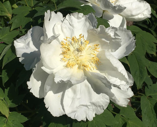 Tree Peony Seeds - Assorted