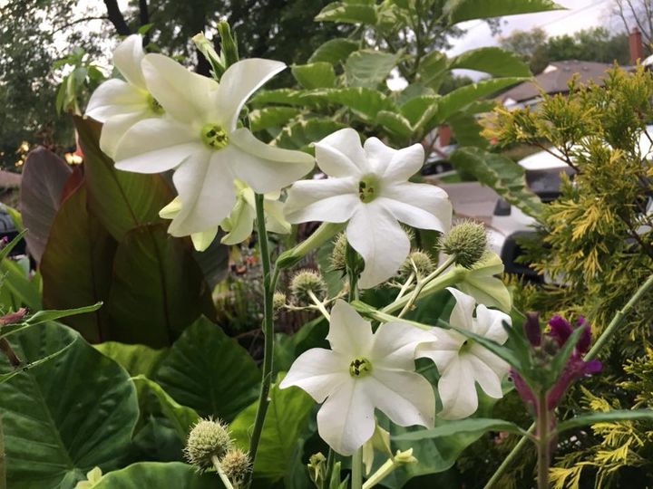 Evening Scented Nicotiana Seeds