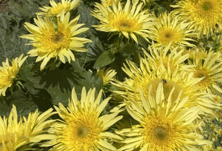 The 'I can't make up my mind' Sunflower Seed Mix