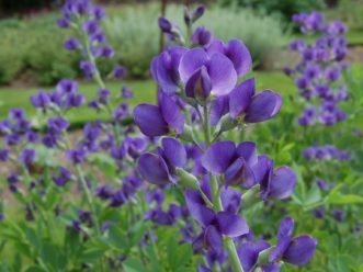 Baptisia australis Seeds