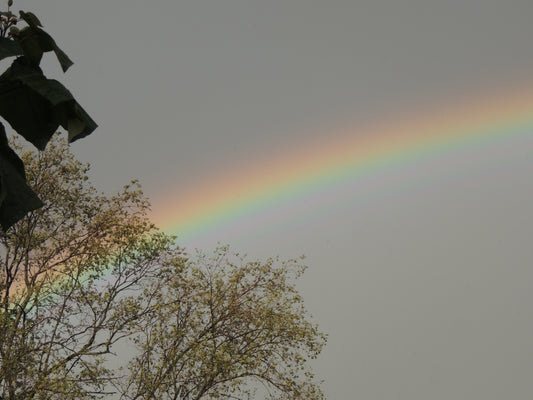 Mystery Annual Seed Mix