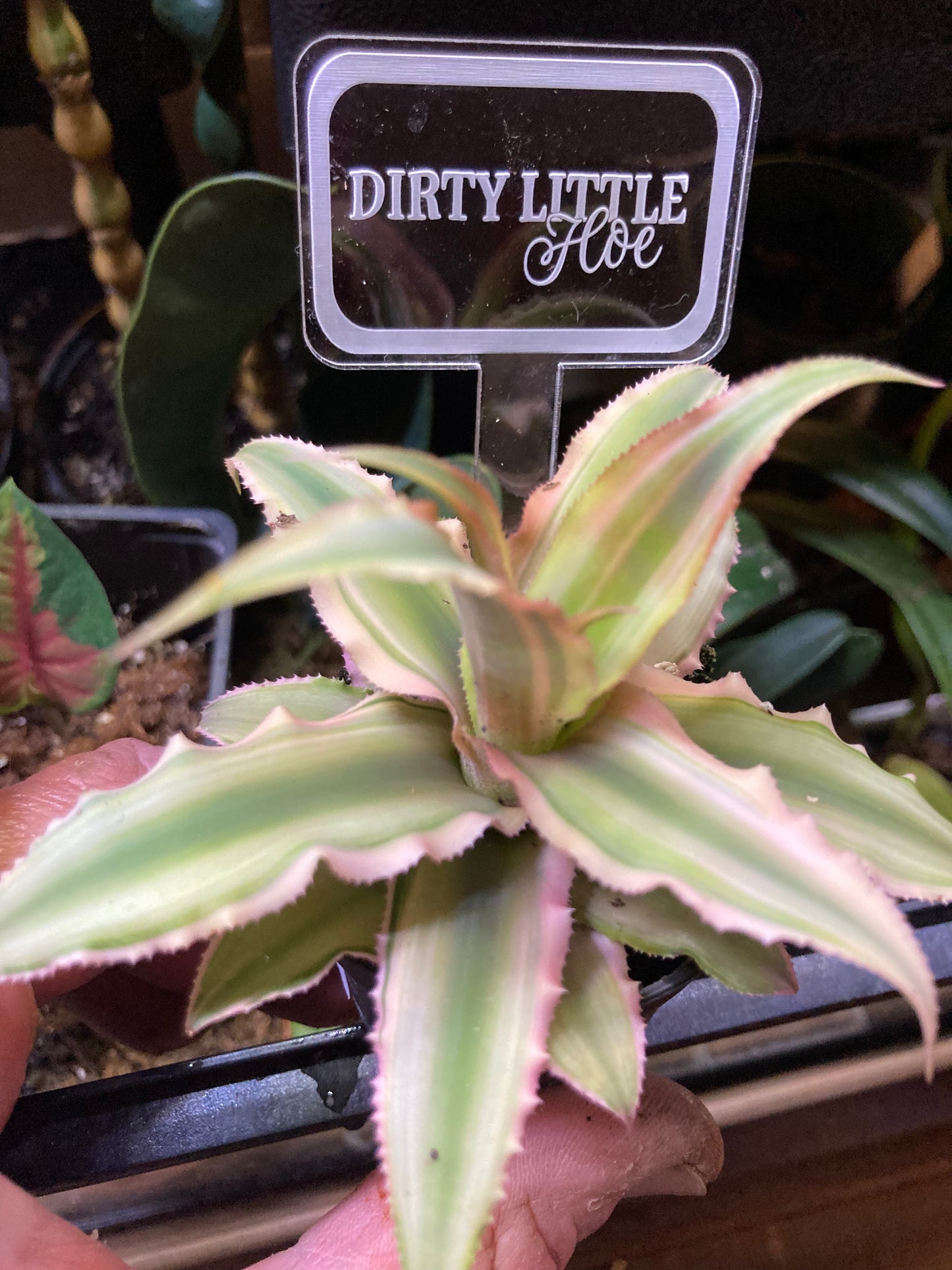 Funny Plant Markers - Blame it all on my roots