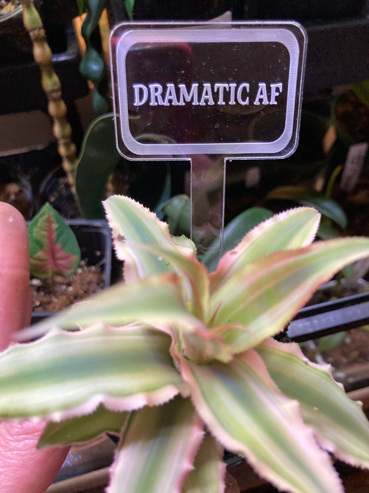 Funny Plant Markers - Blame it all on my roots