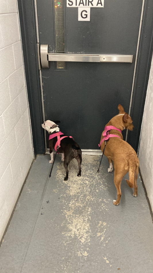 Mystery Perennial Seed Mix