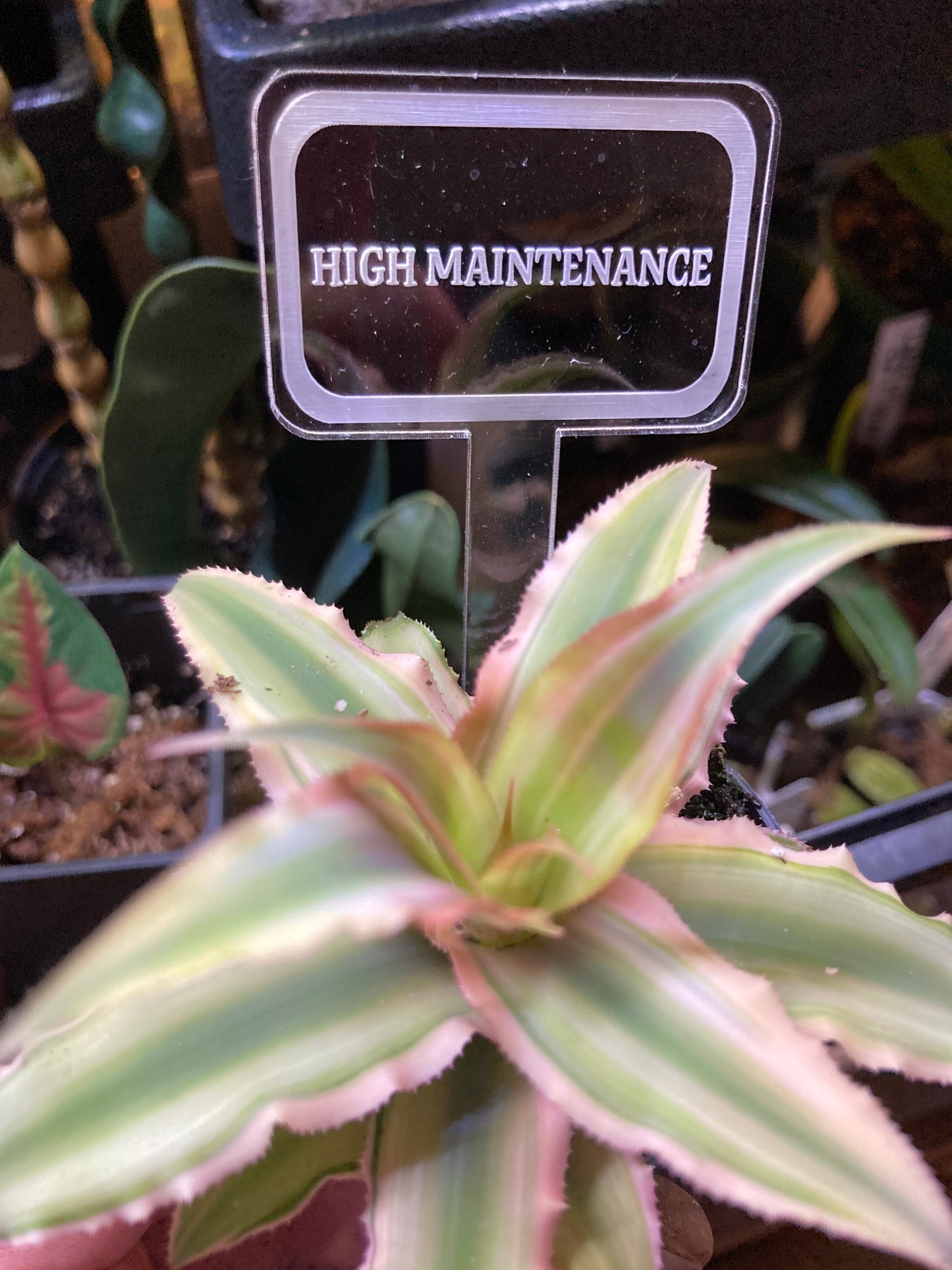 Funny Plant Markers - Blame it all on my roots