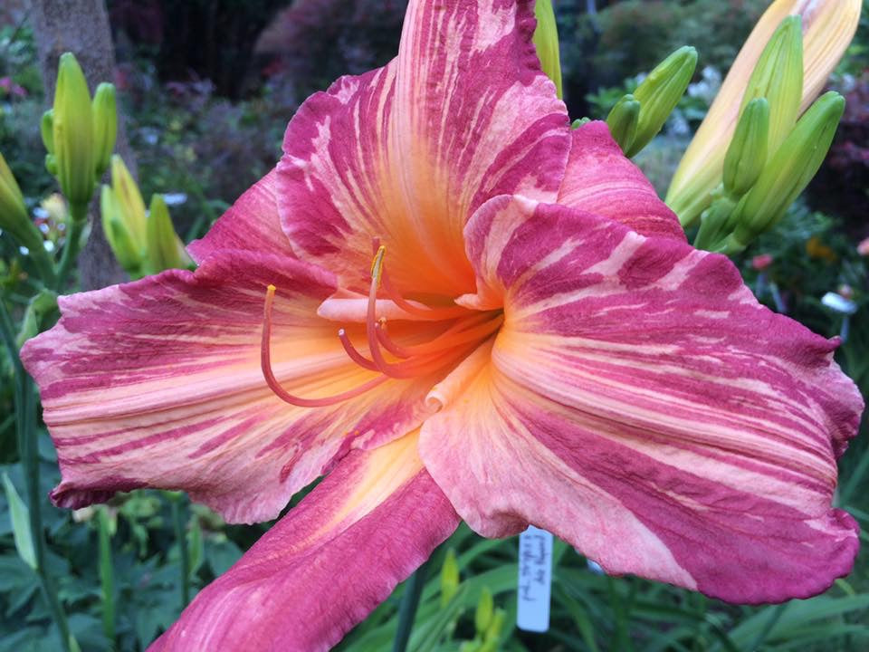 Daylily Seeds
