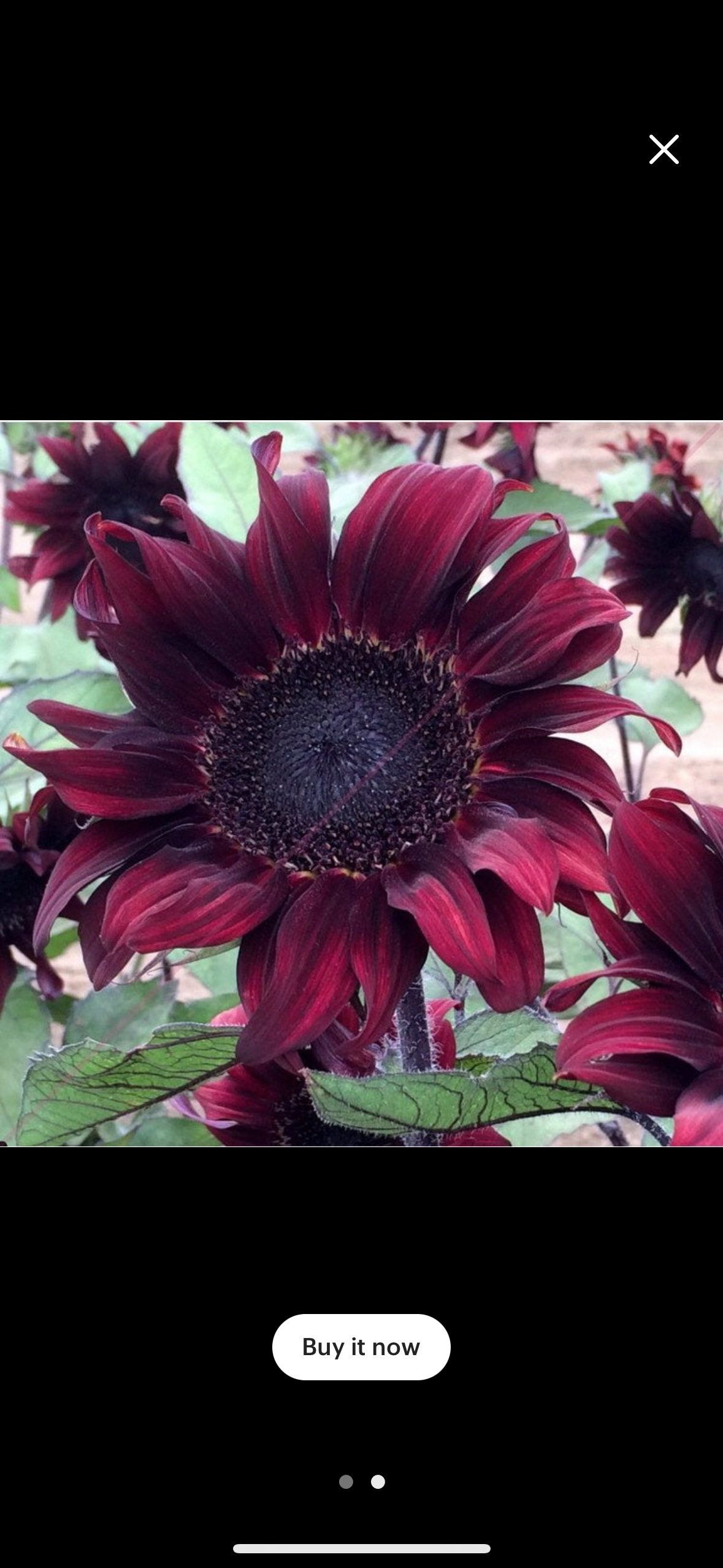 The 'I can't make up my mind' Sunflower Seed Mix