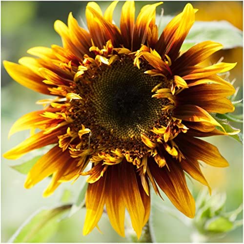 Sunflower 'Joker' Seeds