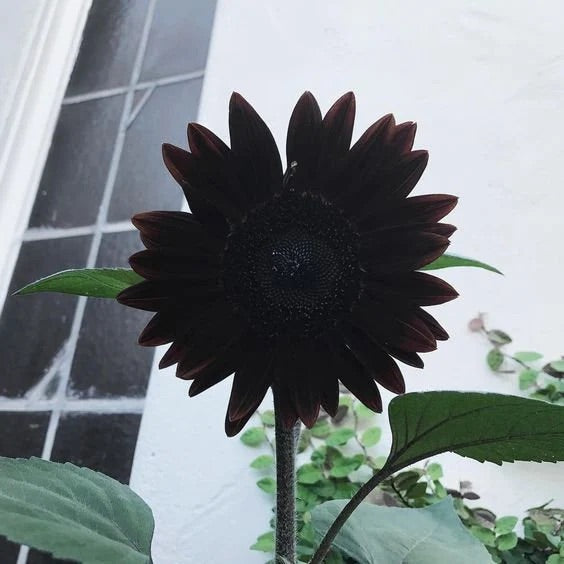 Sunflower 'Black Beauty' Seeds