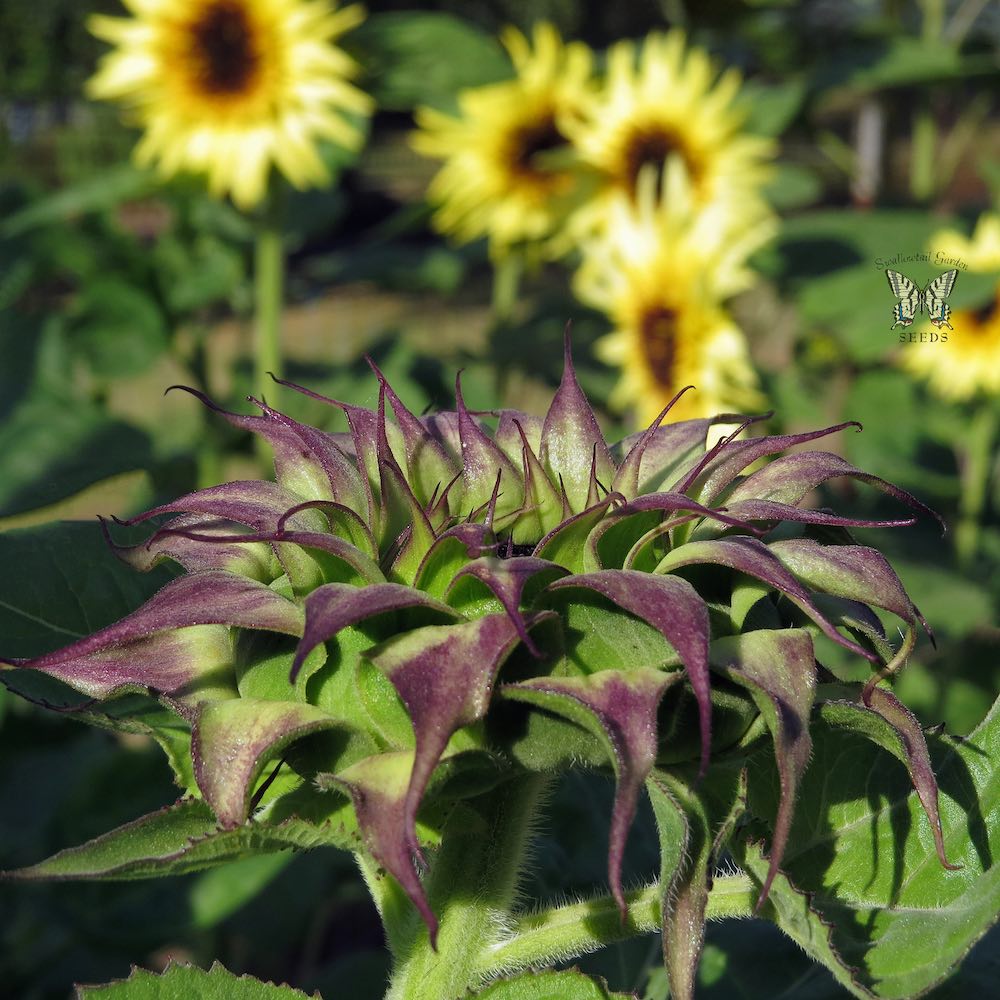 Sunflower 'Sunfill Purple' Seeds