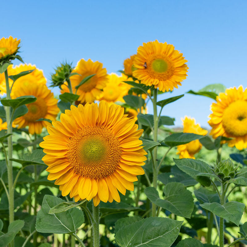 The 'I can't make up my mind' Sunflower Seed Mix
