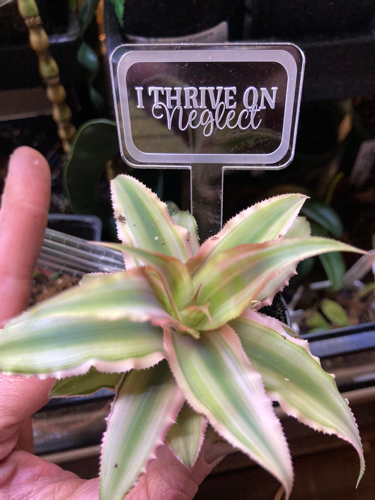 Funny Plant Markers - Blame it all on my roots