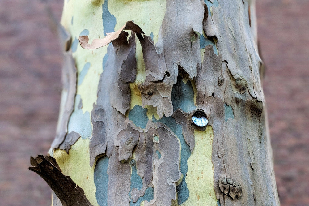 London Plane Tree Seeds