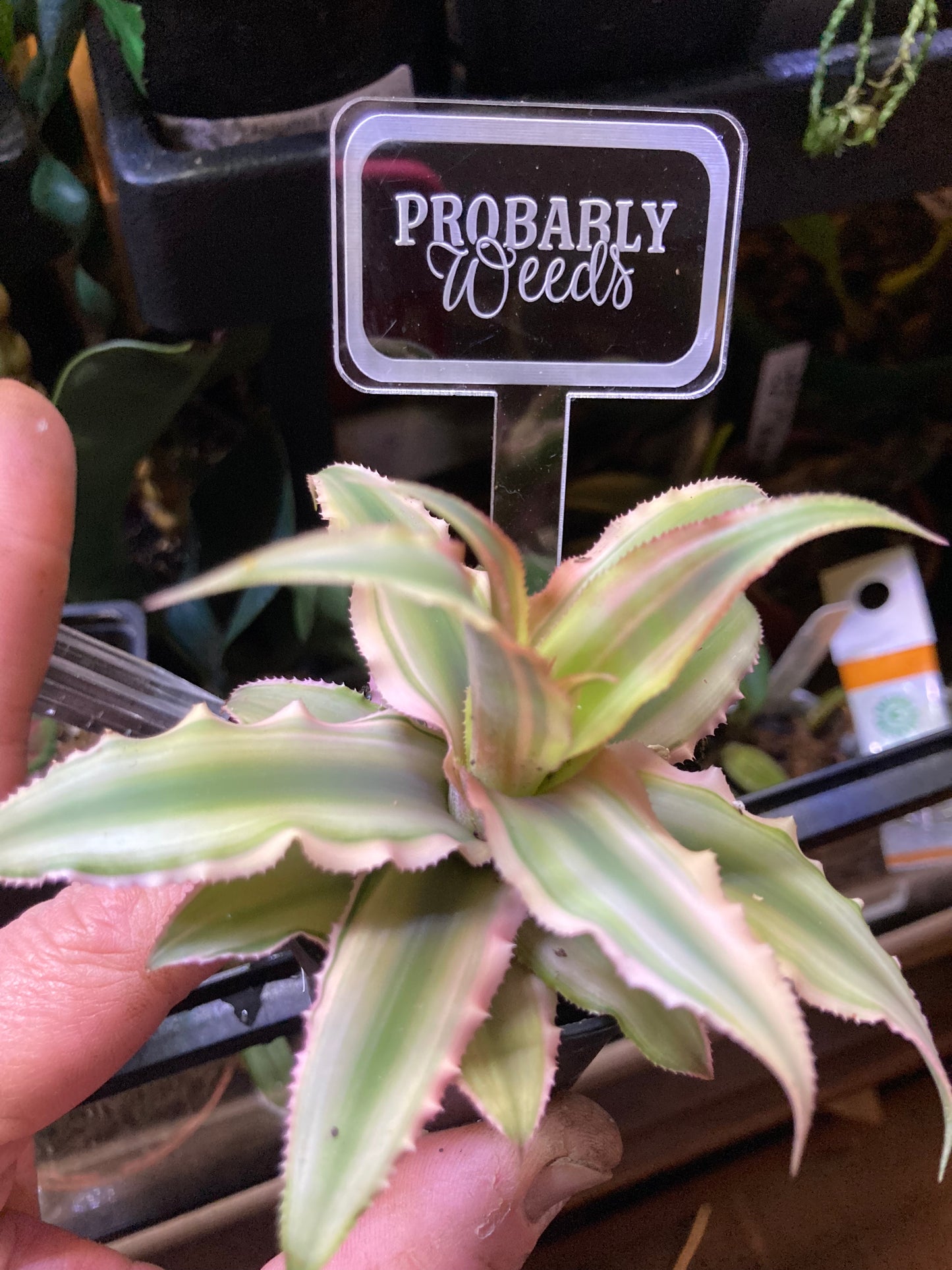 Funny Plant Markers - Blame it all on my roots