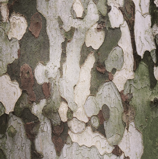 London Plane Tree Seeds