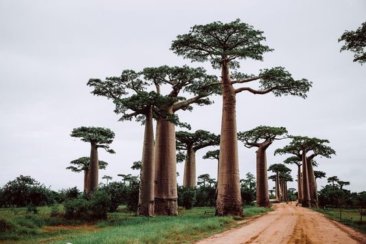 Baobab Tree Seeds - Ivory Coast Locale