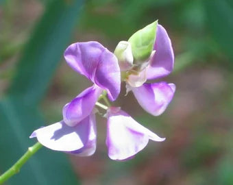 Codariocalyx motorius Seeds - The Dancing Plant