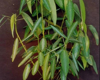 Codariocalyx motorius Seeds - The Dancing Plant