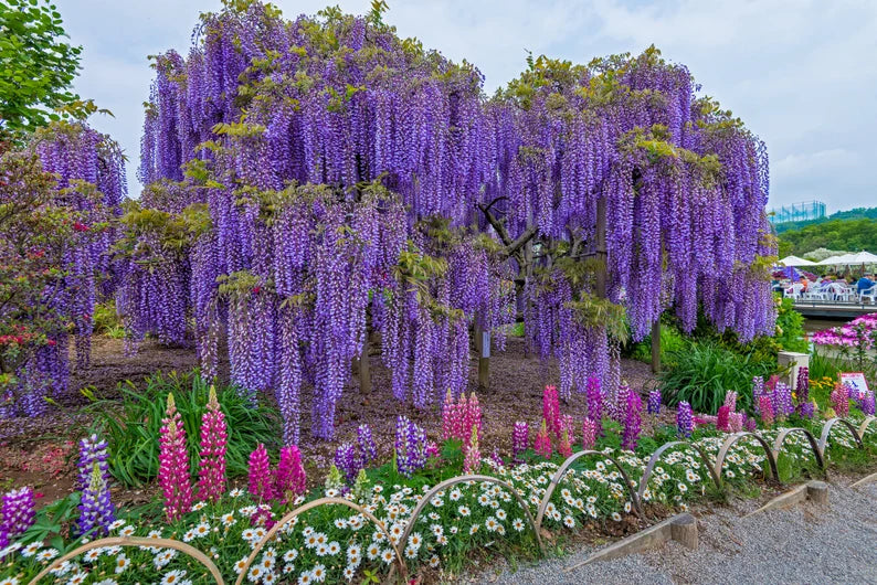 Wisteria Seeds - Purple