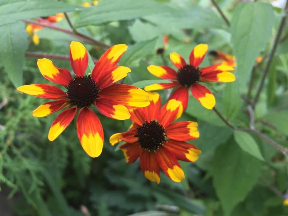 Rudbeckia triloba ‘Prairie Glow’ Seeds