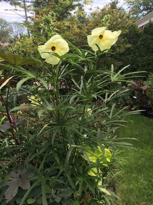 Abelmochus Manihot Seeds