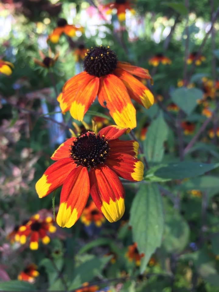 Rudbeckia triloba ‘Prairie Glow’ Seeds