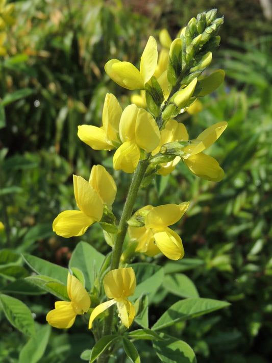 Thermopsis chinensis 'Sophia' seeds
