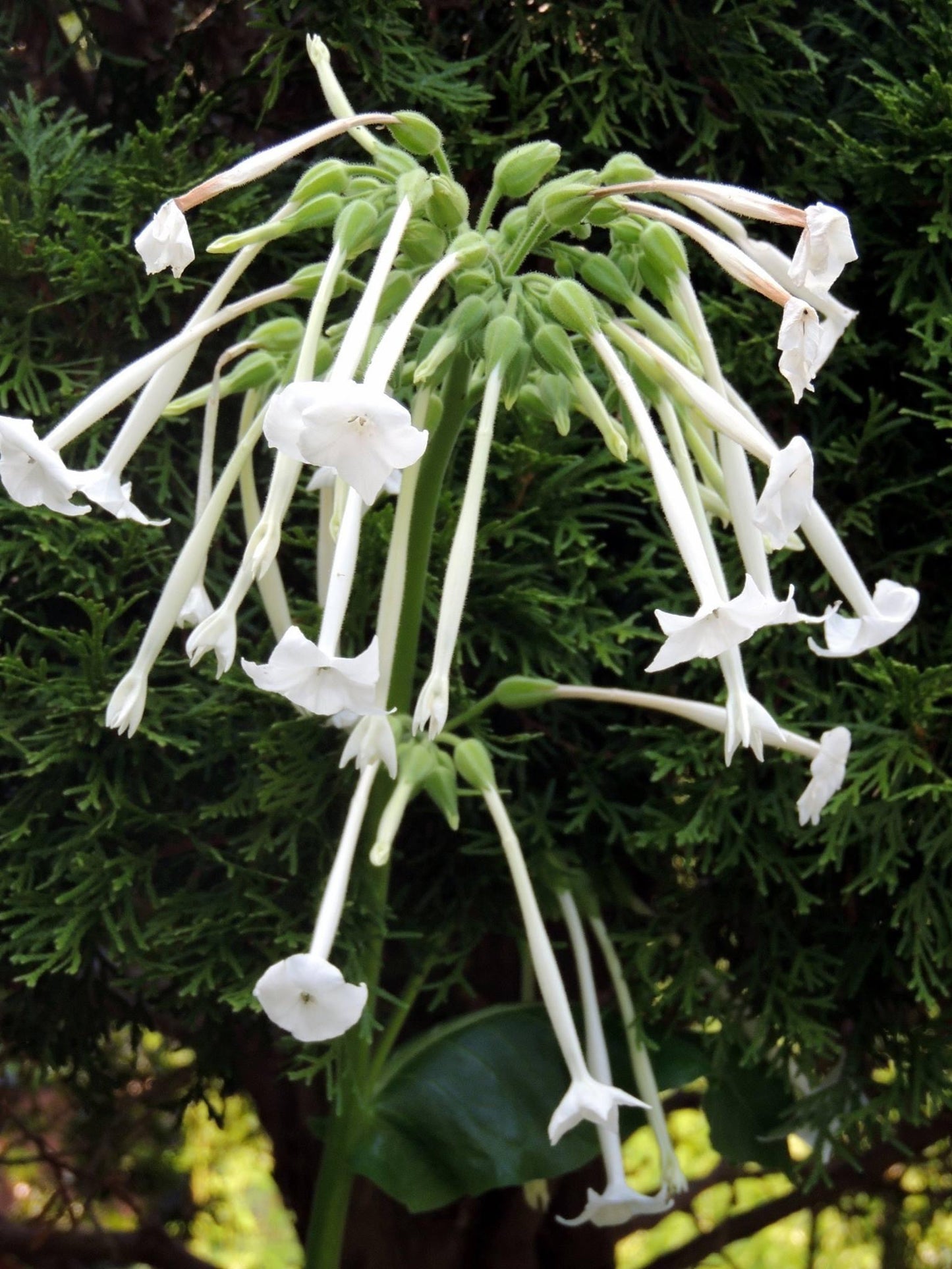 Nicotiana ‘Only the Lonely’ seeds