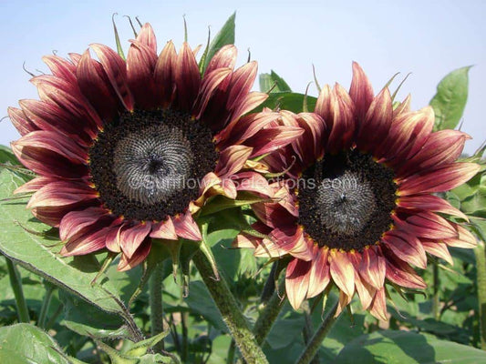 Sunflower ‘Cherry Rose’ Seeds