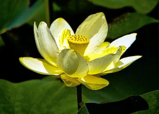 Lotus ‘Yellow Boat’ seeds