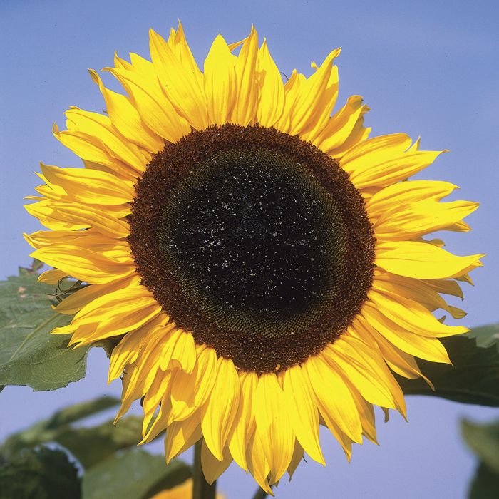 Sunflower ‘American Giant Hybrid’ Seeds