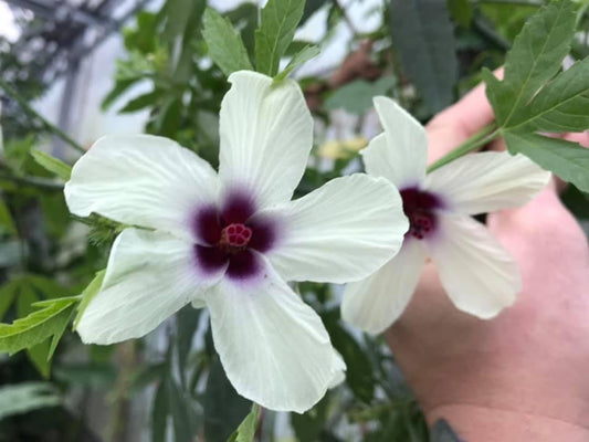 Hibiscus cannabinus seeds
