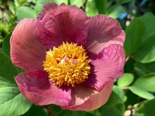 Molly The Witch Peony Hybrid Seeds