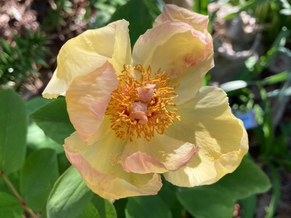 Molly The Witch Peony Hybrid Seeds