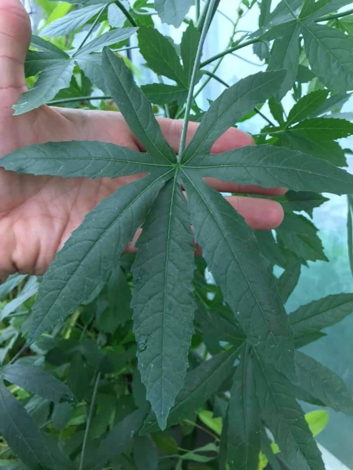 Hibiscus cannabinus seeds