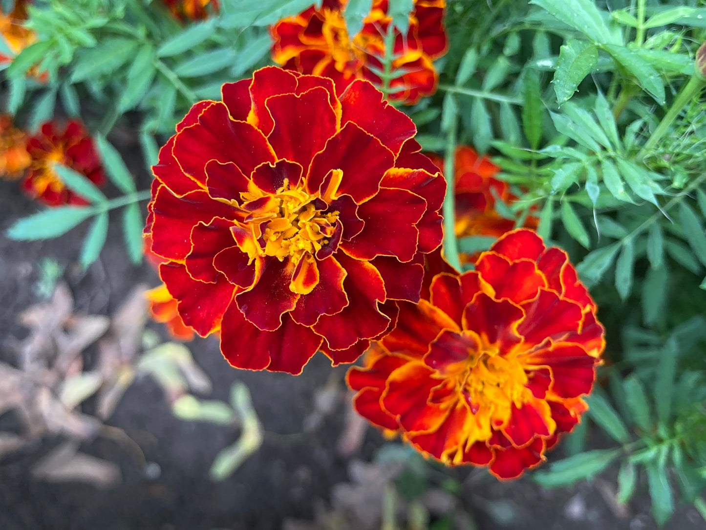 French Marigold Mixed Seeds