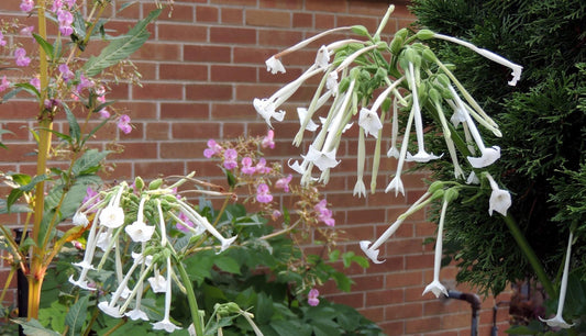 Nicotiana ‘Only the Lonely’ seeds