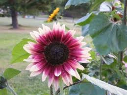 Sunflower ‘Cherry Rose’ Seeds
