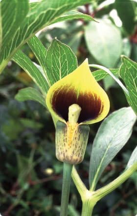 Arisaema flavum seeds