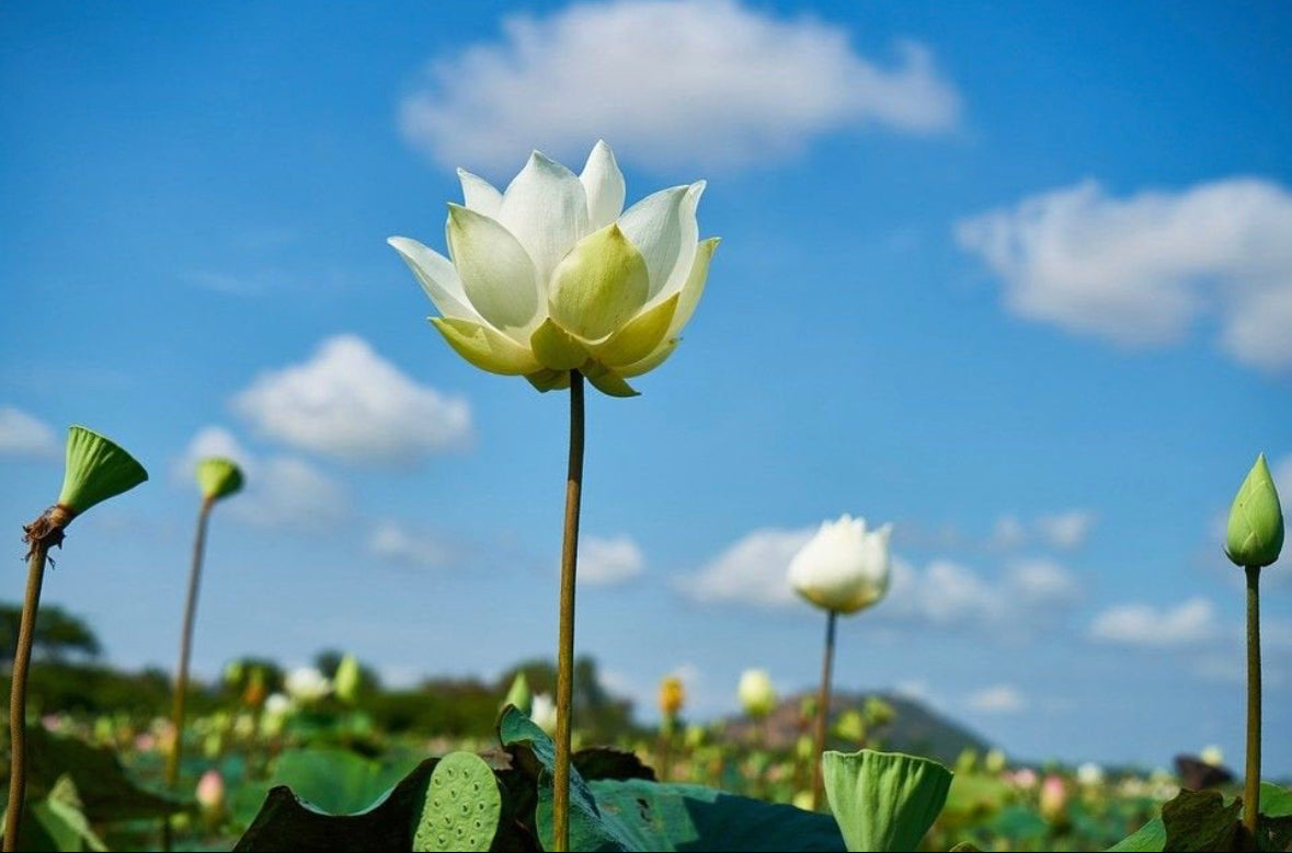Lotus ‘Snow White’ seeds