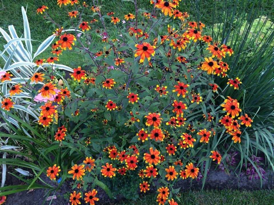 Rudbeckia triloba ‘Prairie Glow’ Seeds
